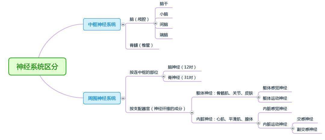 【思维导图】解剖学,这样记忆更高效!_系统