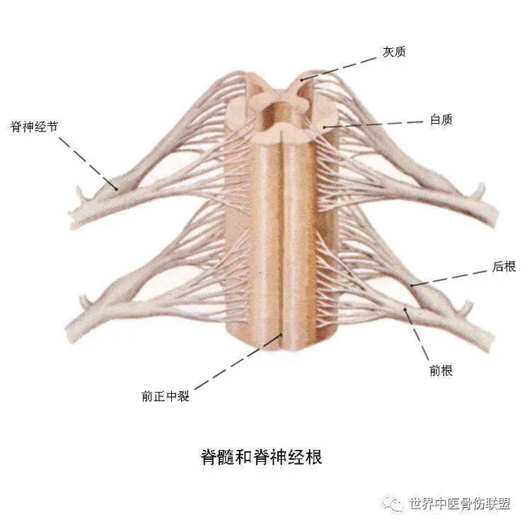 颈胸神经根炎有肩颈部至上肢尺侧或(和)桡侧疼痛;腰骶神经根炎表现为