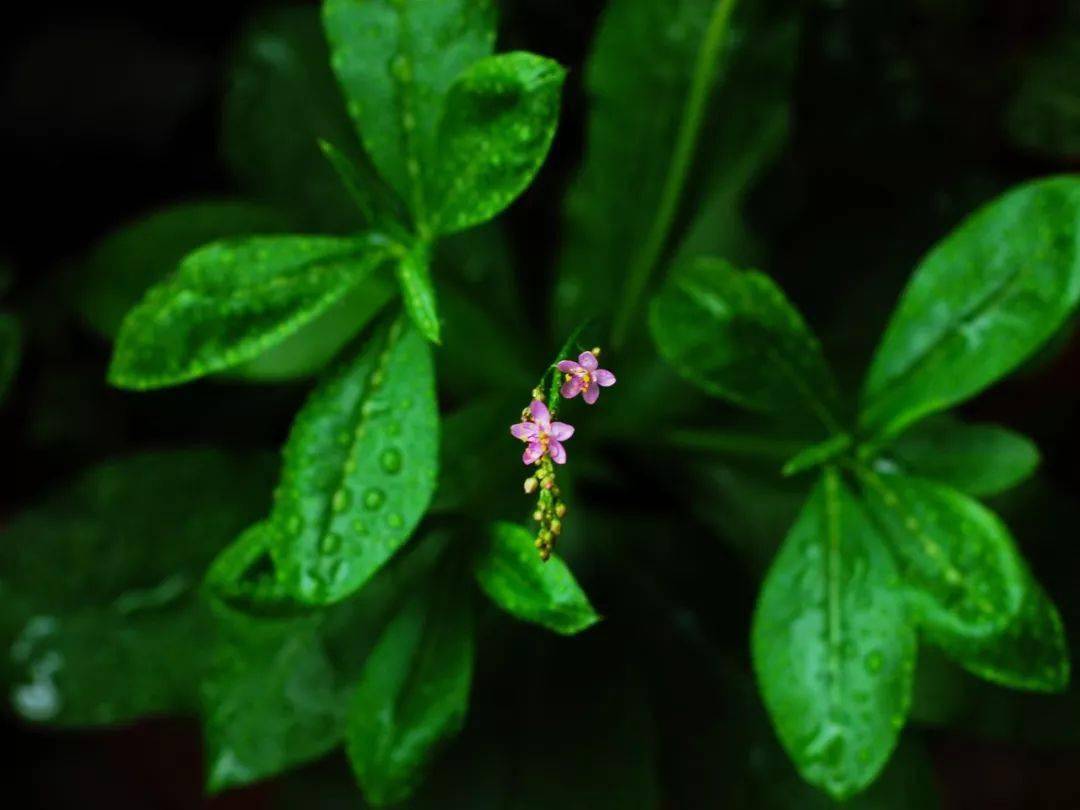 刺儿菜