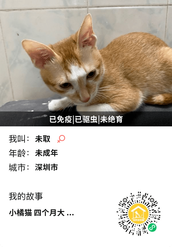 北京宠物猫免费领养
