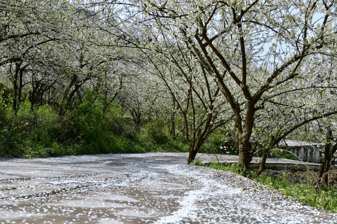 贵阳—花溪大道—贵安大道—贵安樱花园图/寻秘乌当 高高,颜静 图