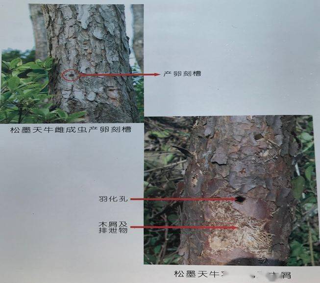 感染松材线虫的松树,表现外部典型症状(一般在8月至10月)是松树针叶