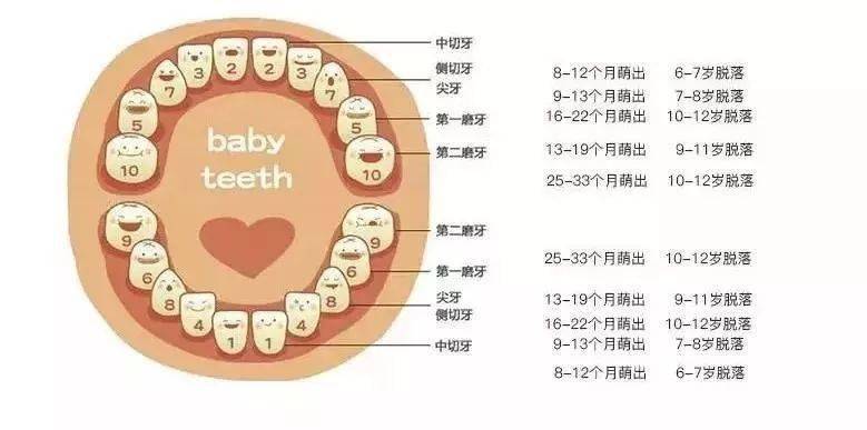 儿童牙齿萌生/脱落顺序