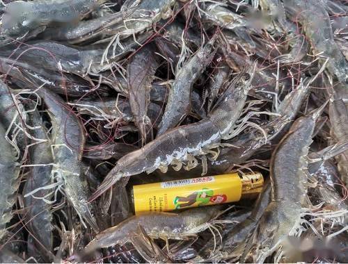各地白对虾塘头报价
