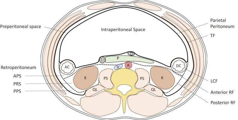 包懂包会!腹膜后间隙的解剖