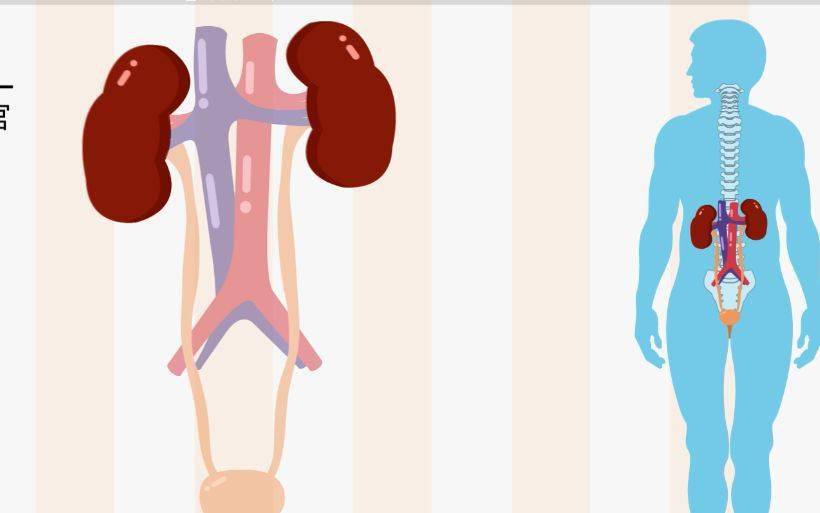 生物大师初中泌尿系统人体的净水器