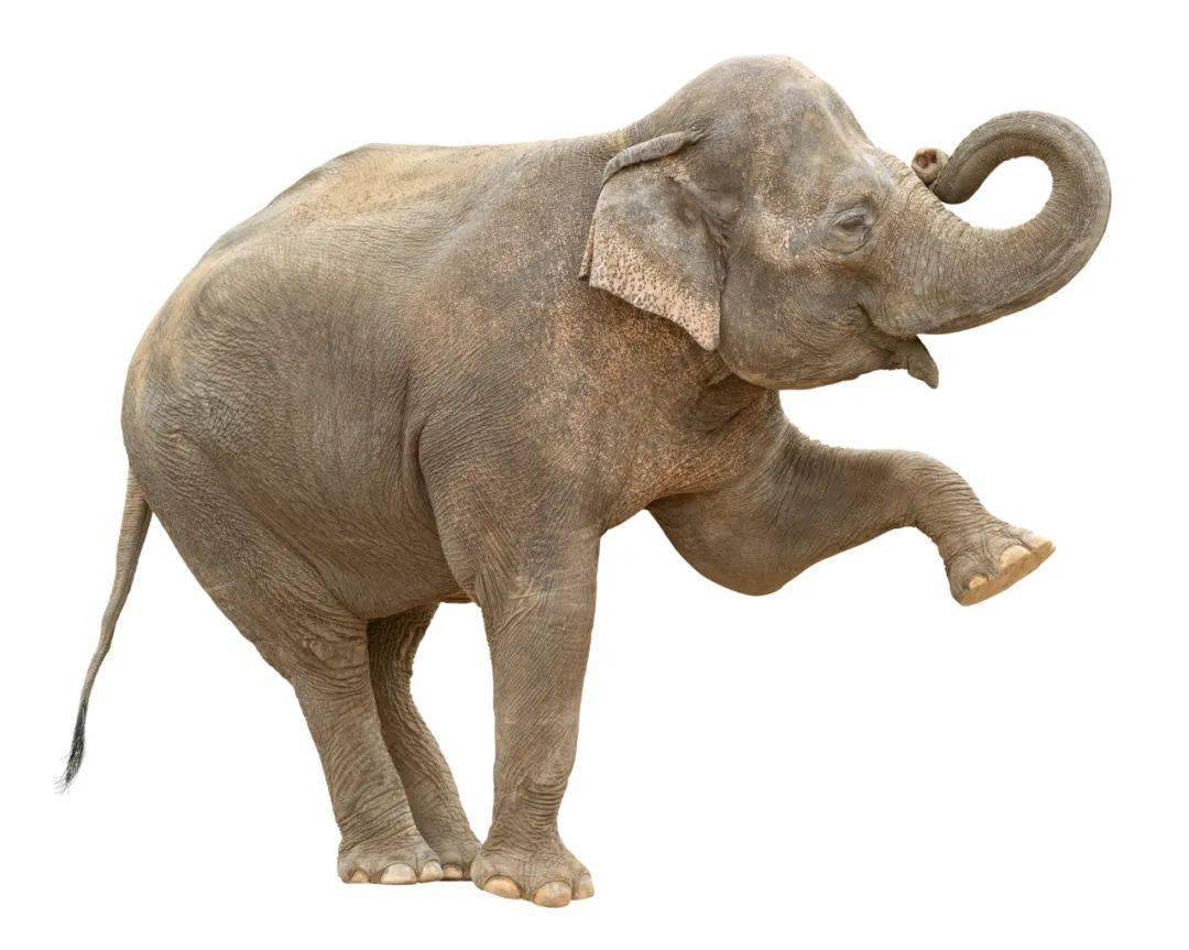 一头非洲雄性大象,体重能达到七八吨,如果跳起来岂不地动山摇!