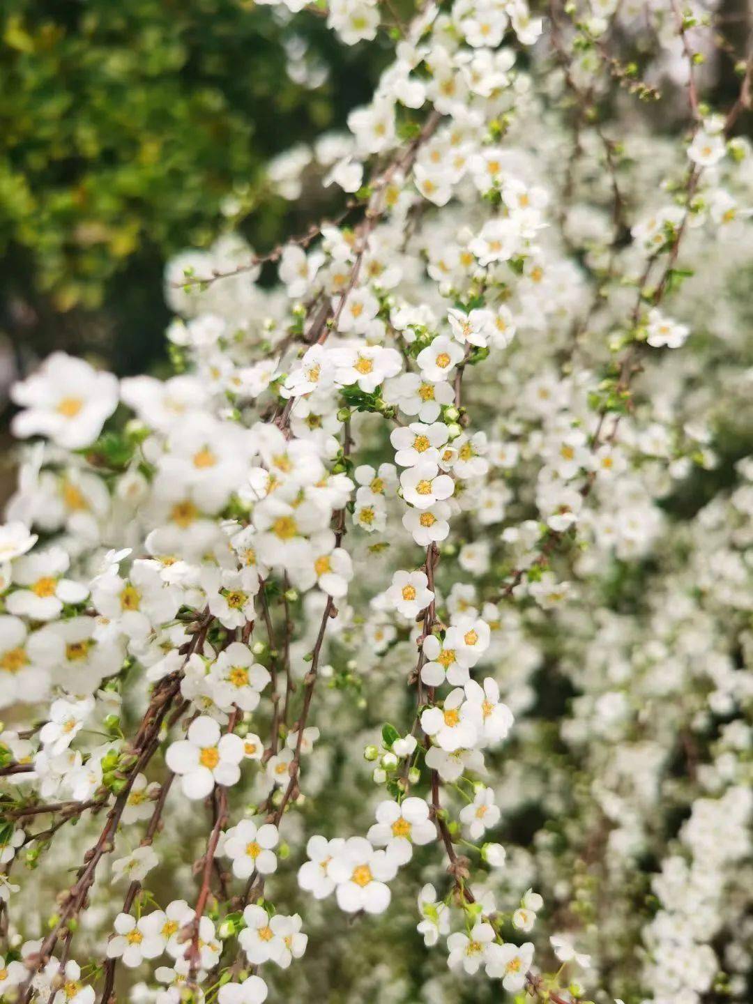 【清源学子】花开未满,我们与春天相遇——二四班 记春天里的发现