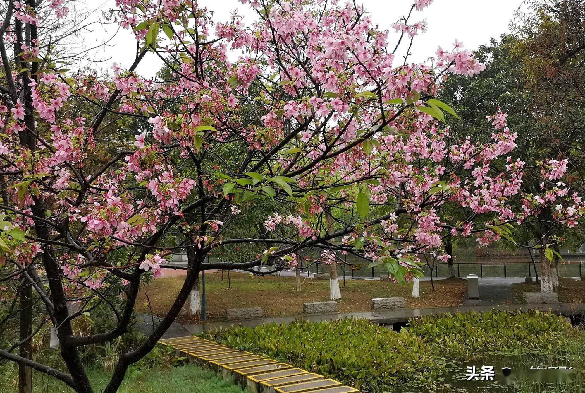 大美华农三月里的小雨