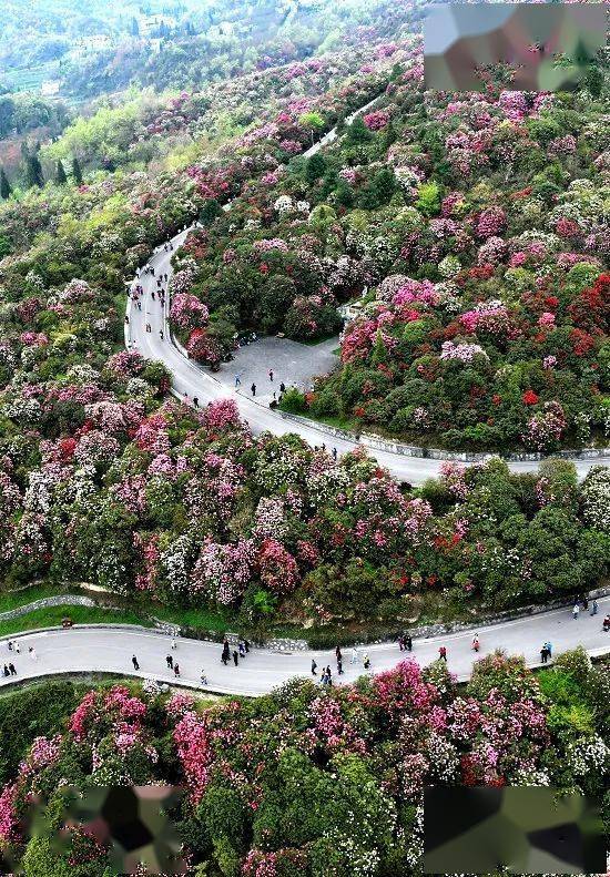 3月下旬,毕节百里花海即将绽放_杜鹃花