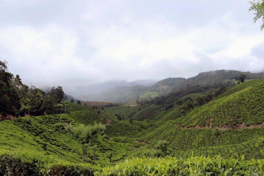 高山茶与平地茶有何区别,茶叶品质的主要影响因素有?