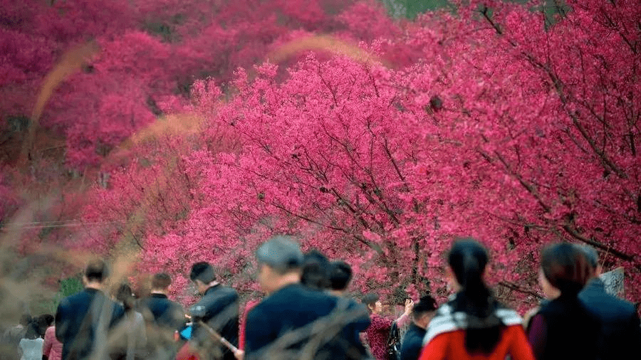 美樱花海景区位于重庆市江津区石门镇金龙村,是西南地区的"台湾牡丹樱