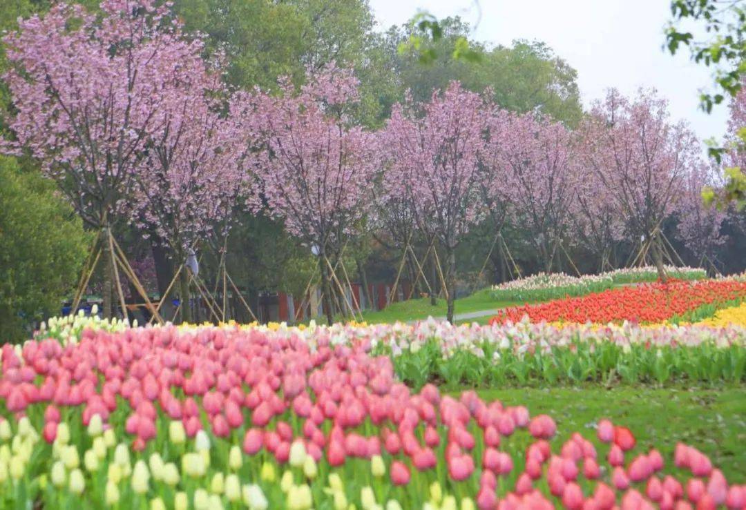 在南昌旅游散心 就算错过了其它风景  也不能错过凤凰沟 这片绚丽花海