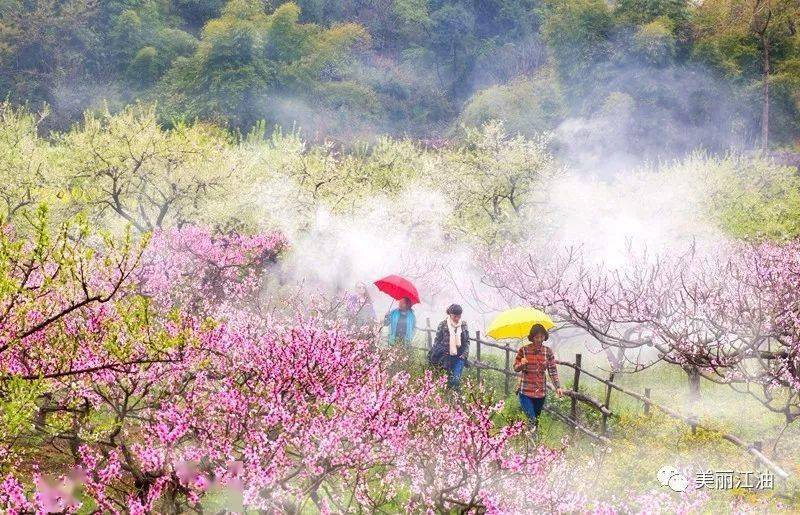 三月江油花的盛宴送您一条赏花之路