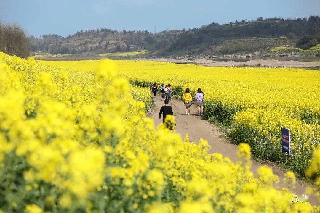 火爆武胜沙溪油菜花太美了新华社都报道了