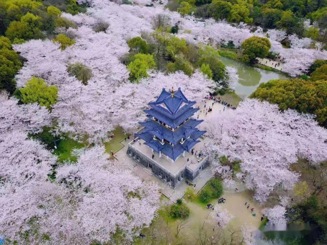 20-21/3.27-28|鼋头渚绝色夜樱,世界三大赏樱胜地