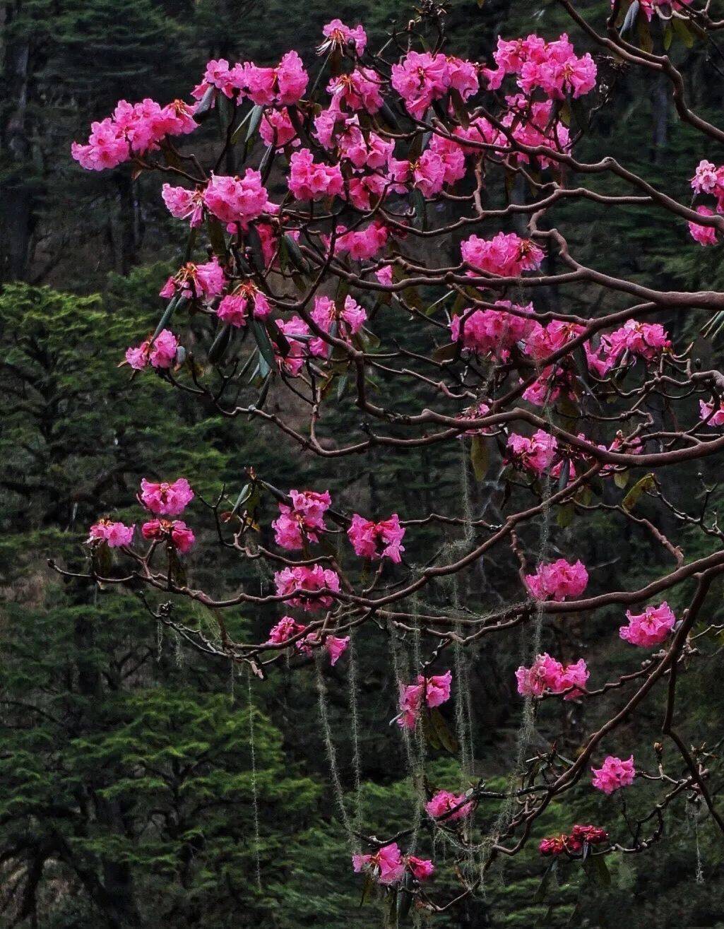 高山杜鹃花开的季节