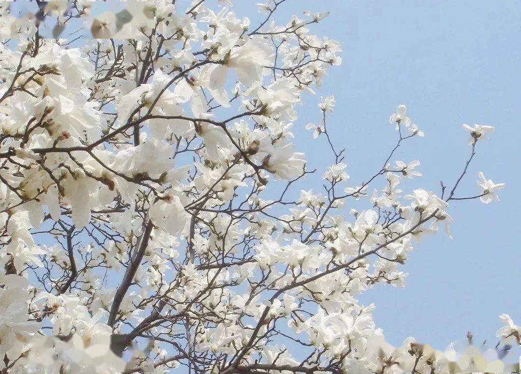 阳春三月,蔷薇园更是大部分游客赏花的首选之地,白碧桃和单粉桃最早