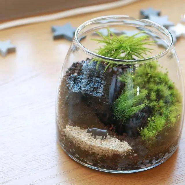 苔藓微景观作品欣赏