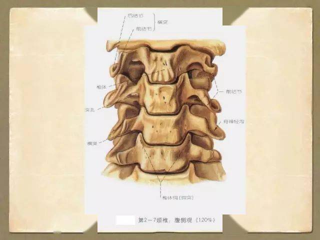 脊椎解剖与影像学(上)