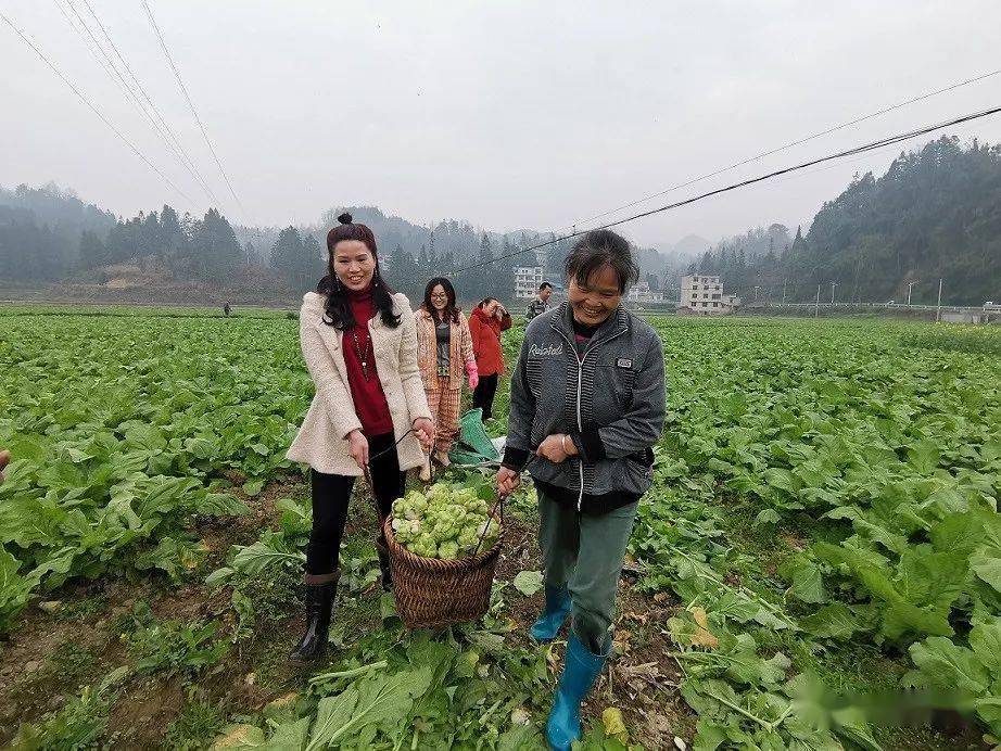 关注天柱县坪地镇500亩榨菜喜获丰收