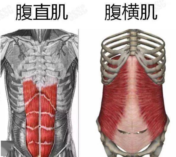 腹横肌为腹壁最内层的阔肌,大部分被腹内斜肌所遮盖,最上部的肌纤维