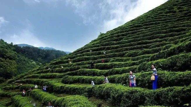 开江福龟茶叶 满山遍野的茶树 早早地就"冒了尖" 三月 又到春茶飘香时