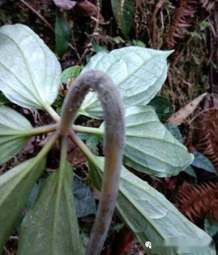 名贵药材重楼种植风险分析