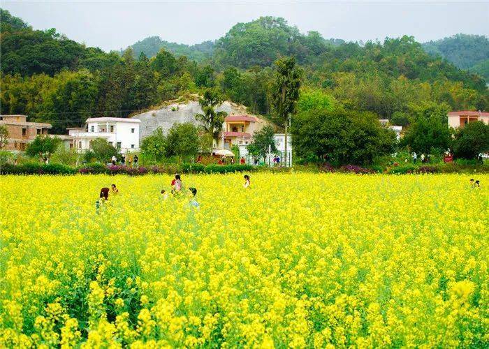 【油菜花 樱花】3月14号红山村百亩油菜花海,打卡从化