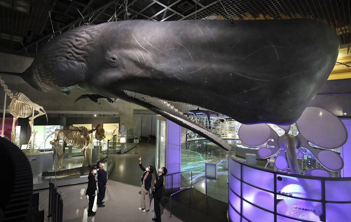 日本国立自然科学博物馆展出抹香鲸标本 长约13.77米