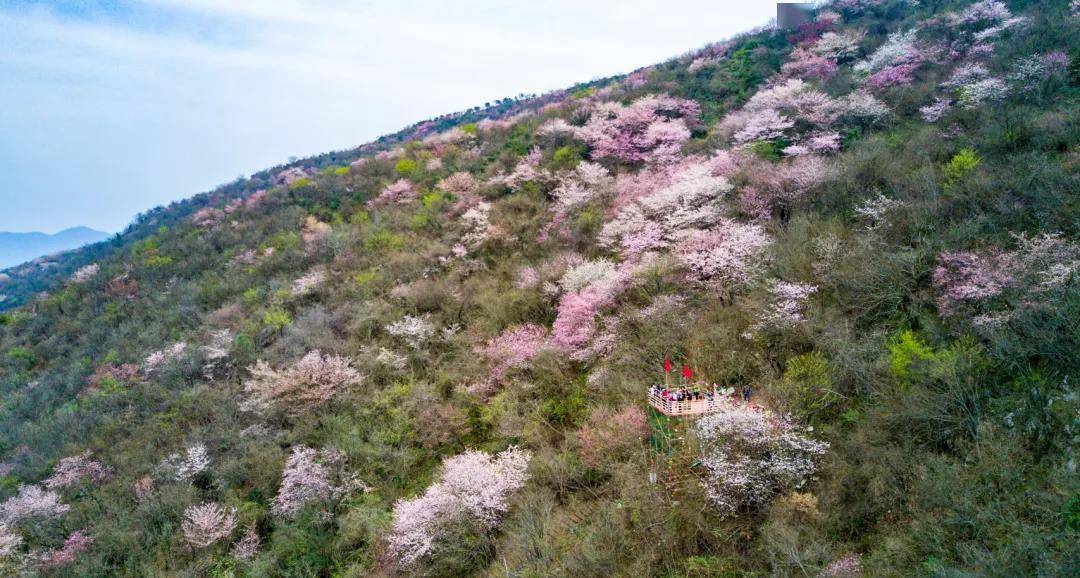 十堰市湖北工业职业技术学院 樱花品种:日本樱花(寒绯樱,石割樱),约