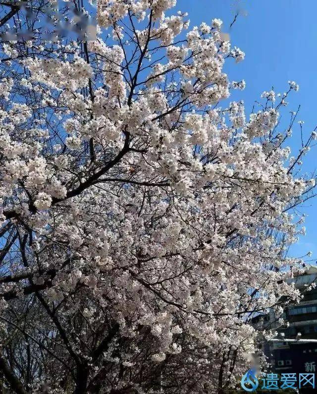 航拍黄冈樱花大道:龙王山樱花盛开,美翻整个春天