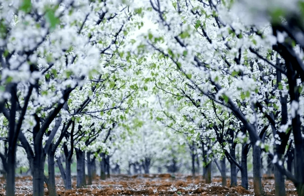 大兴庞各庄镇梨花村美成了画卷, 忽如一夜春风来, 千树万树梨花开