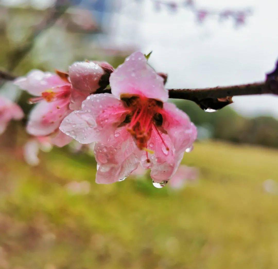 微风过梢 春雨落地 唤醒早春三月的晨曦 唤醒沉睡的生命 生长着,雀跃