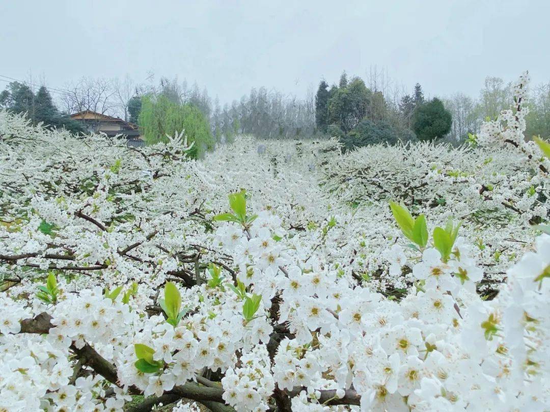 你不知道的大邑着汉服行摄花海大邑大坪山