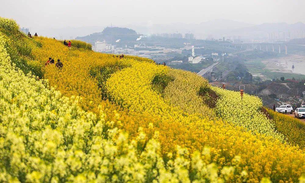 重庆金鳌山五彩油菜花盛开(摄影/凌舸智)