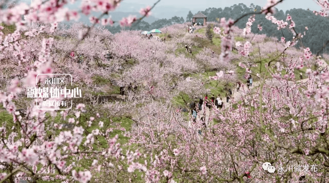 永川五间镇圣水湖桃花岛,桃花吸引远近游客打卡拍照