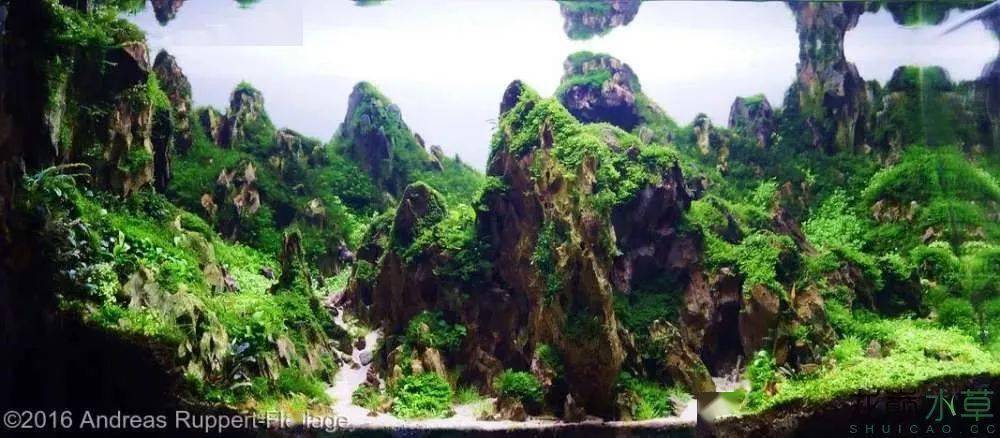 三,大型缸松皮石造景;reference :菠萝兔 龙巅水草- the end -水族