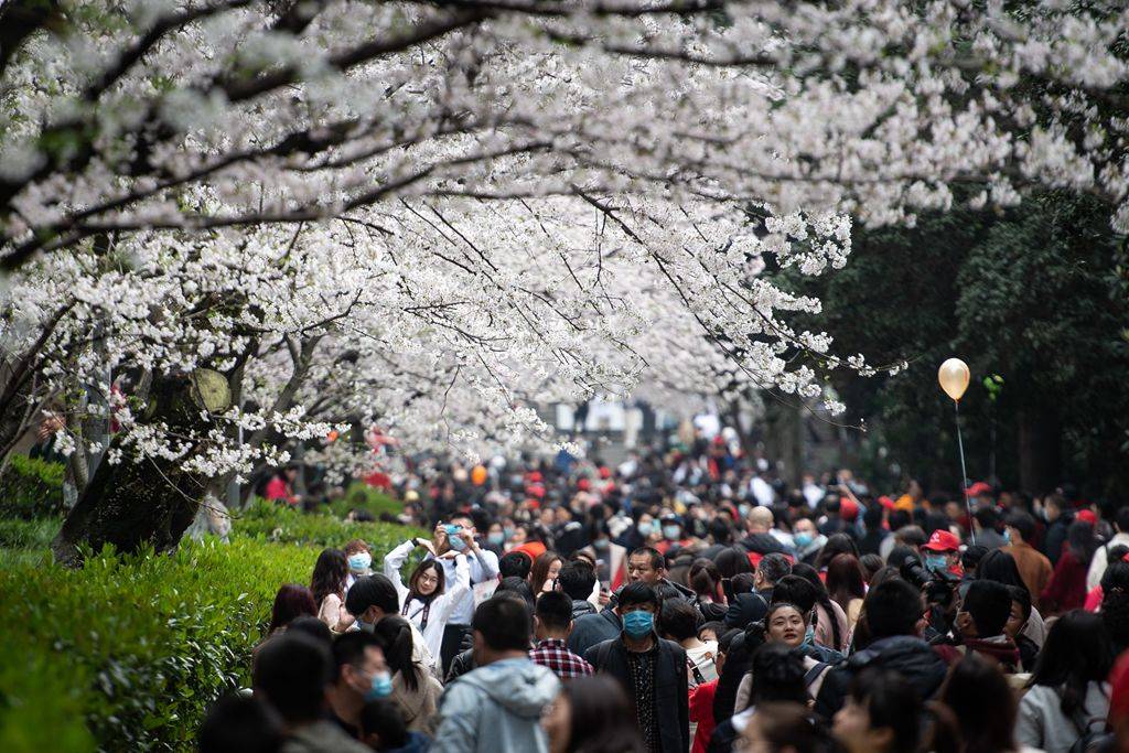 武汉大学樱花盛开绚烂无比 赏樱游客纷至沓来