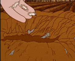 rainbow eucalyptus  菲律宾 彩虹桉树明亮的颜色出现在树皮上,树皮