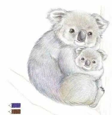 彩铅动物画树袋熊妈妈抱着宝宝彩铅动物毛发画面法