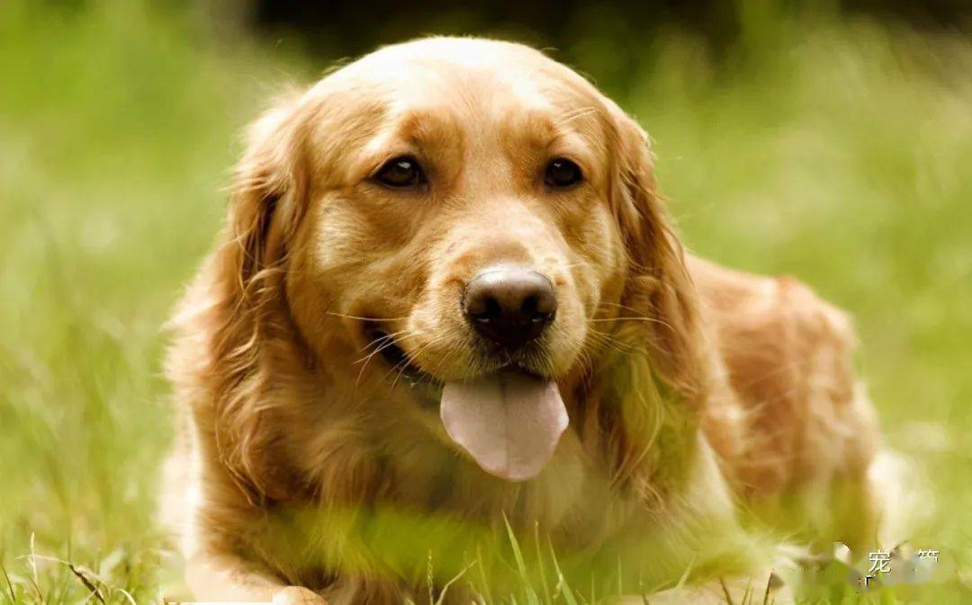 最受欢迎的6种狗狗,中华田园犬上榜,有你家狗狗吗