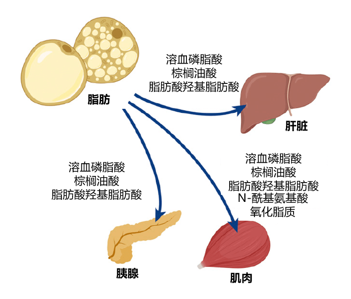 脂肪分泌的生物活性脂质介导脂肪组织对其他外周代谢组织的作用示意