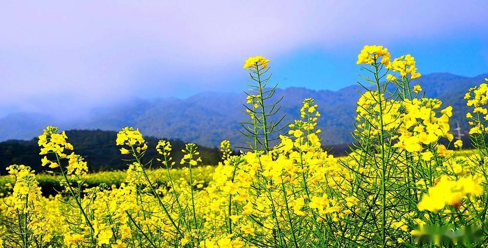 美丽临沧,相约博尚花海_油菜花