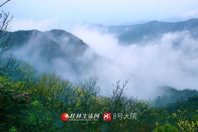 全州县黄花岭千亩鹿角杜鹃花盛开