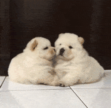 真是太腻了 这把狗粮我干了,你们随意 小松狮:这狗仔队真tm的讨厌 想