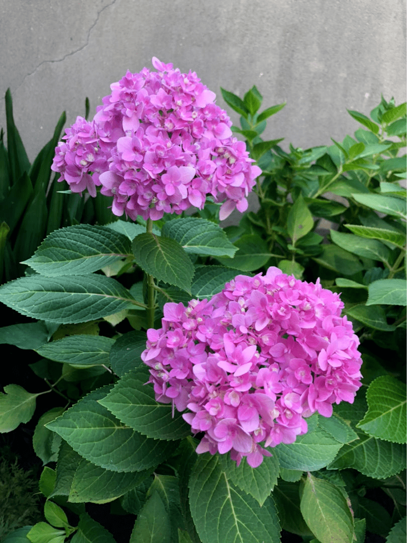 老枝开花的绣球:花手鞠,你是我的银河,灵感,雨中曲,白色天使,望乡等.