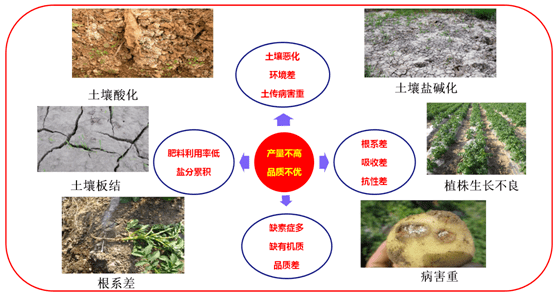 土壤恶化怎能让马铃薯优质高产?