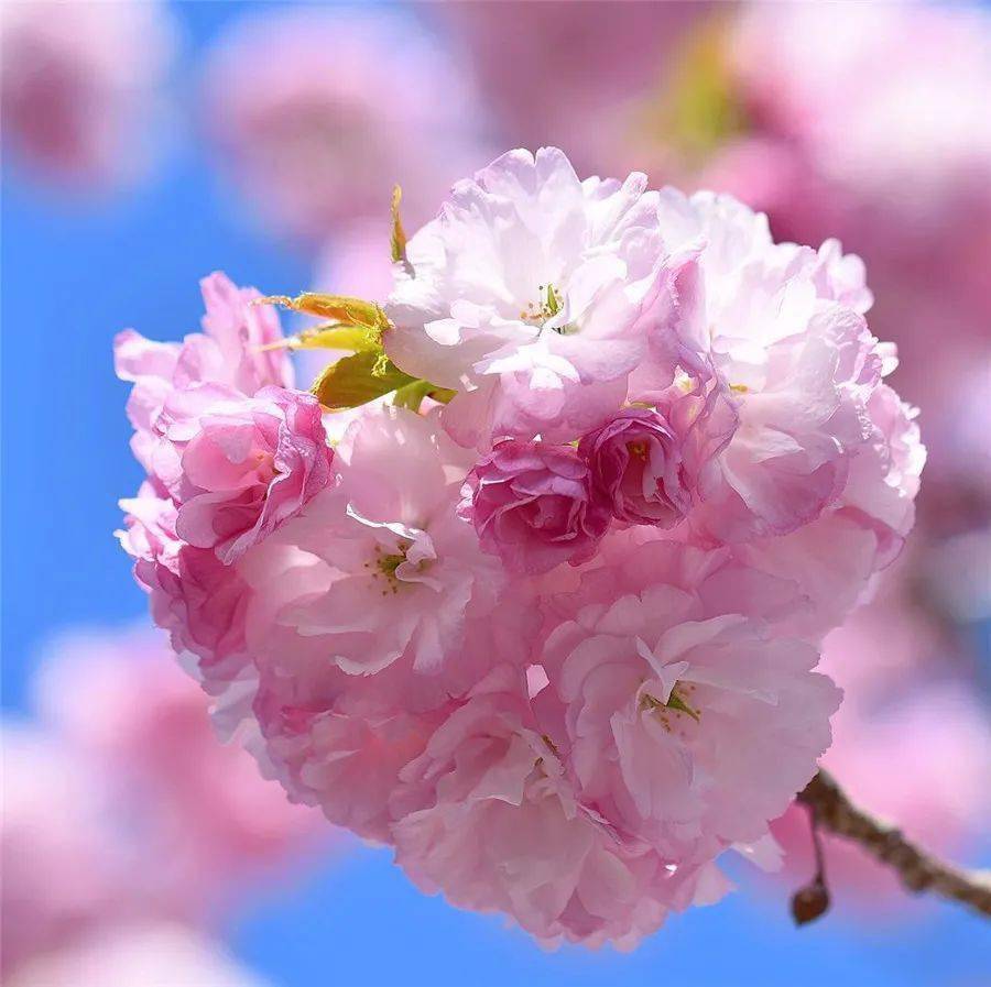 【旅游摄影】春天,最美不过这一簇簇的粉红