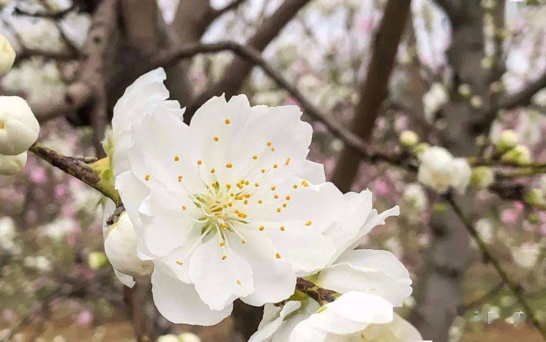 春游江淮请您来▏涡阳这里的桃花要开了